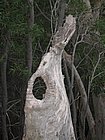 IMG_1079.JPG