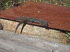 IMG_1124.JPG
